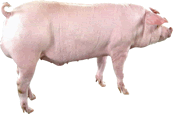新丹系长白原种猪