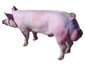 新英系大约克原种猪